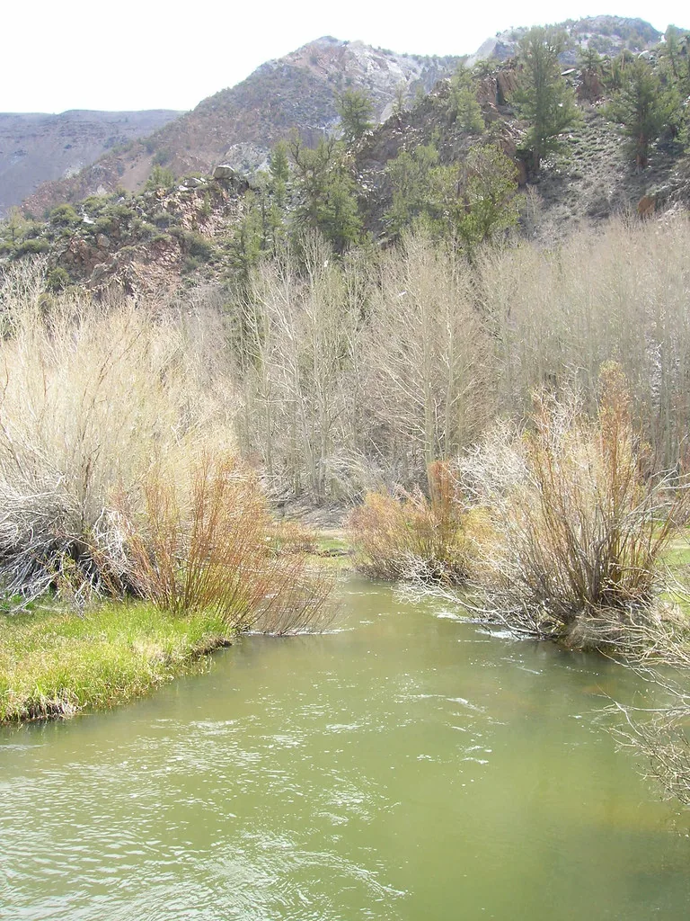 A narrow stream winds through grassy banks and reeds on the South Fork.